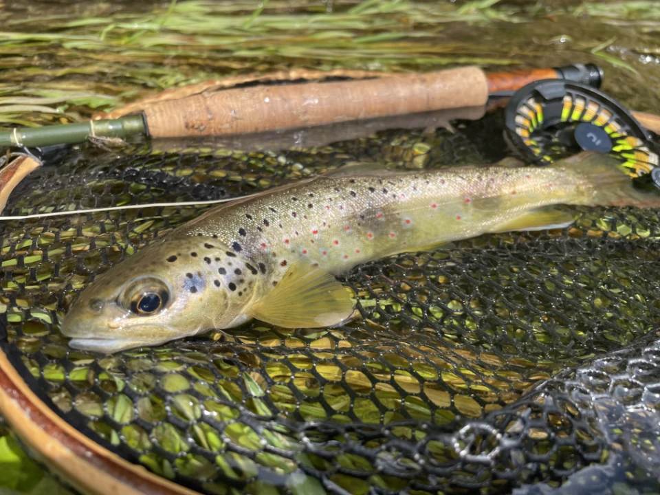 jolie truite faire prise lors d'un stage de pêche de la truite à la mouche. la truite est dans l'eau, dans une épuisette