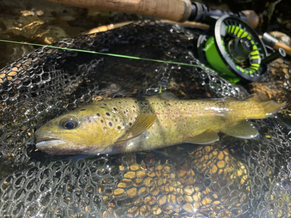 Jolie petite truite capturée lors d'un stage de pêche en nymphe